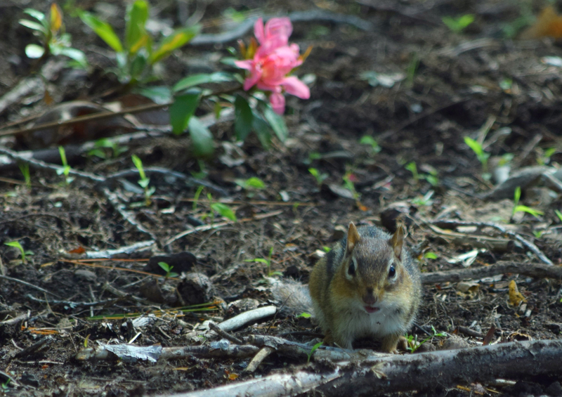 Illustration for article titled Chipmunks and Dandelions